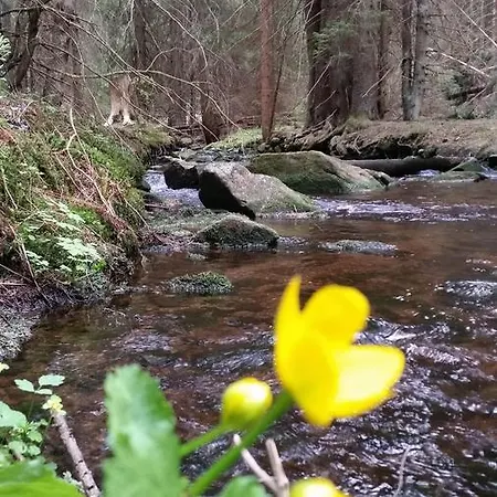 Na Losenici * Nicov (Prachatice)
